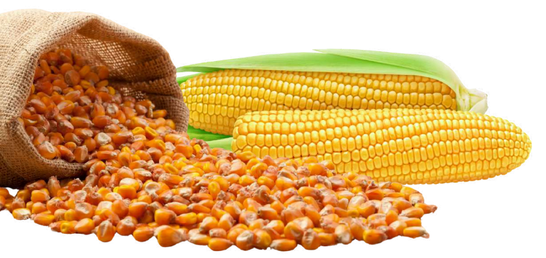 MAIZE